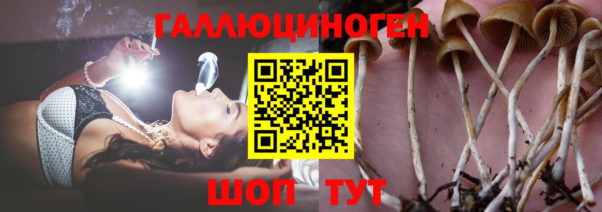 Псилоцибиновые грибы мухоморы Будённовск